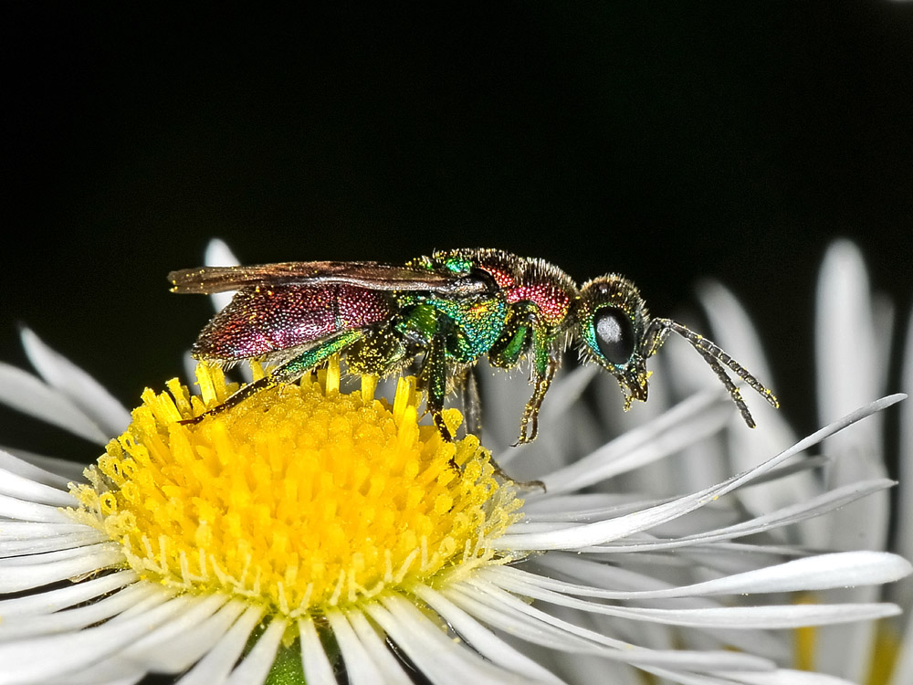 Chrysididae strana: Hedychrum rutilans